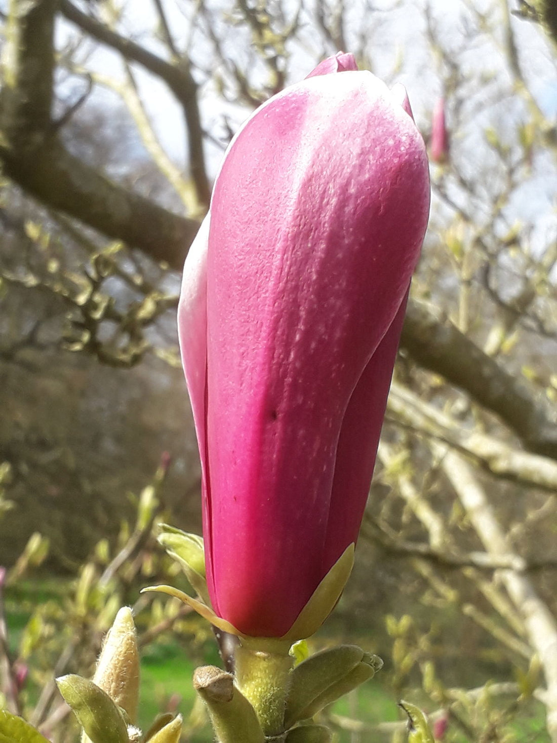 Magnolia Quinquepeta (Magnolia liliiflora) - Ladybird Nursery