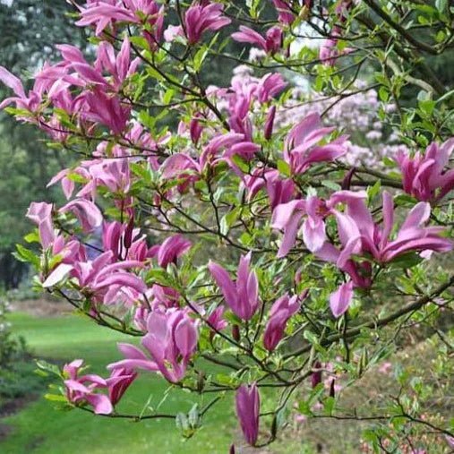 Magnolia Rickii - Ladybird Nursery