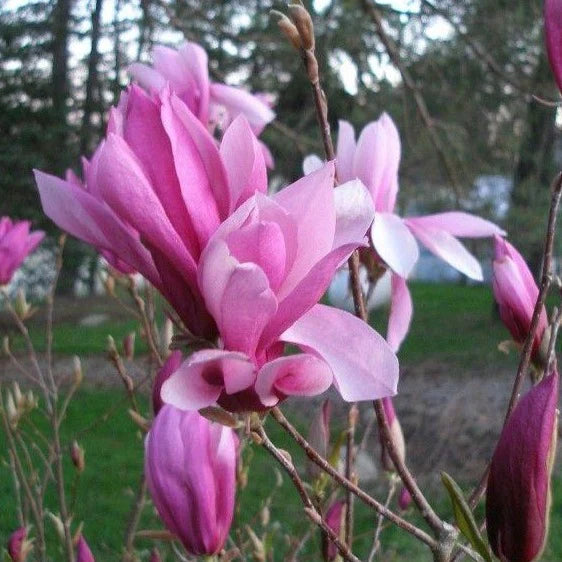 Magnolia Rickii