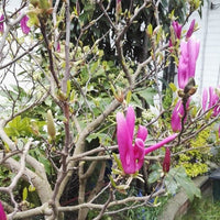 Magnolia Rickii - Ladybird Nursery