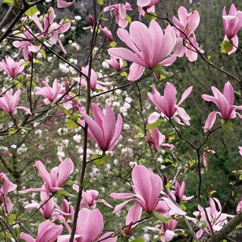 Magnolia Rickii