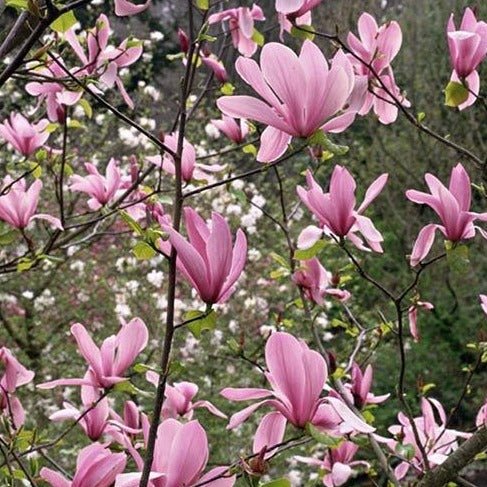 Magnolia Rickii - Ladybird Nursery