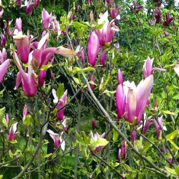 Magnolia Rickii - Ladybird Nursery