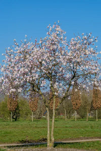 Magnolia Rosea (Magnolia stellata)