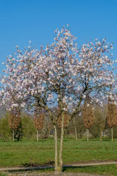 Magnolia Rosea (Magnolia stellata)