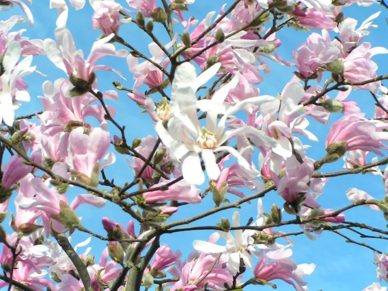 Magnolia Rosea (Magnolia stellata)
