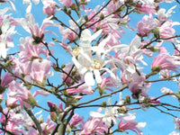 Magnolia Rosea (Magnolia stellata) - Ladybird Nursery