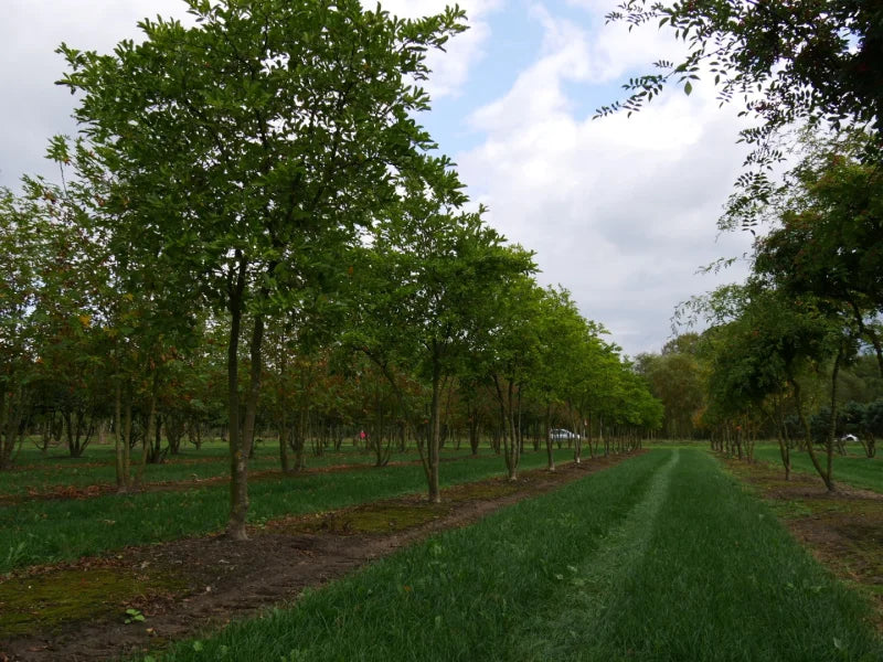 Magnolia Rosea (Magnolia stellata)
