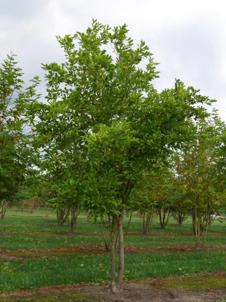 Magnolia Rosea (Magnolia stellata)