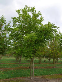 Magnolia Rosea (Magnolia stellata)