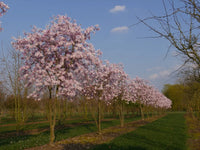Magnolia Rosea (Magnolia stellata)