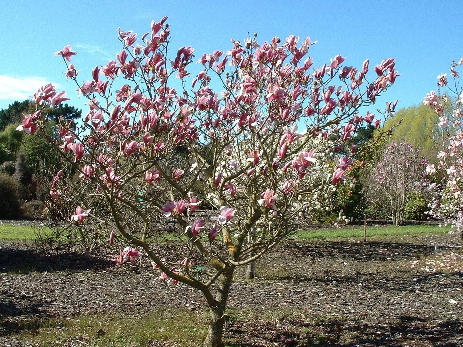 Magnolia Royal Crown - Ladybird Nursery