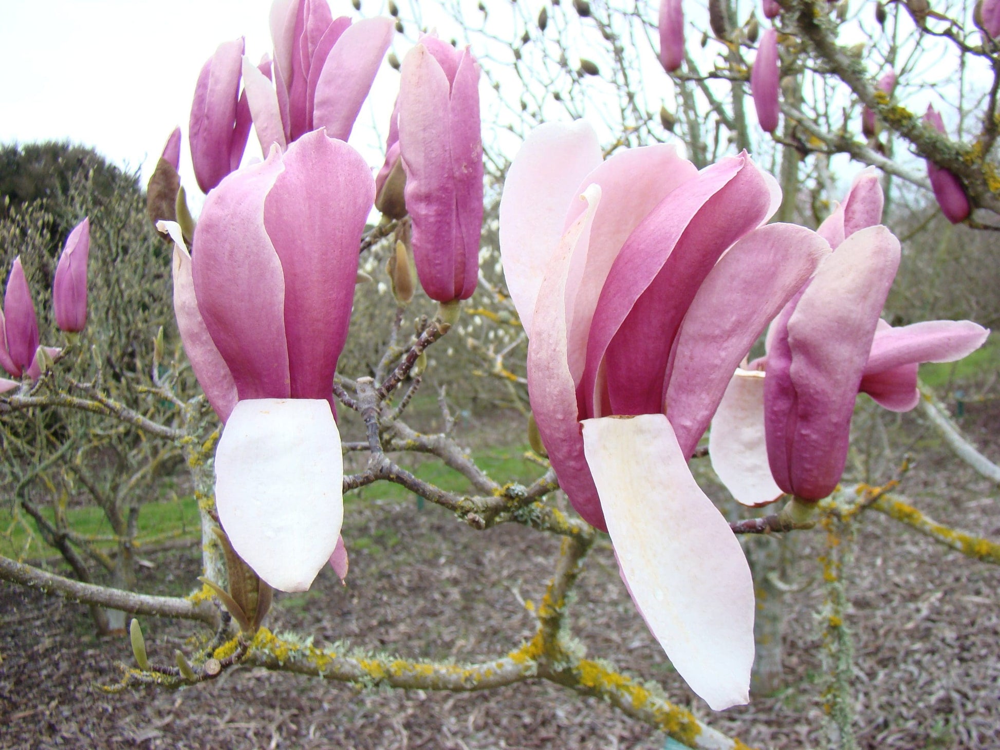 Magnolia Royal Crown