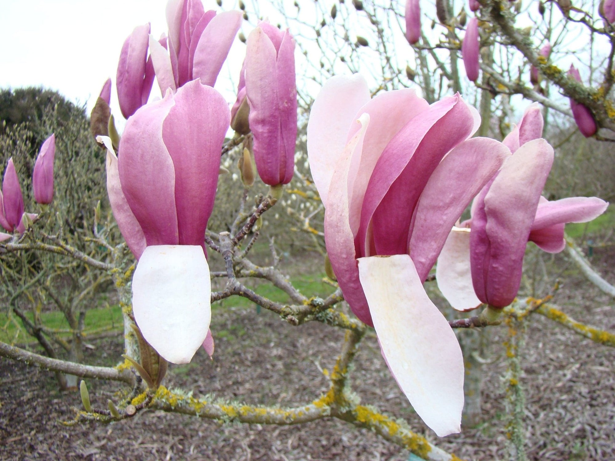 Magnolia Royal Crown - Ladybird Nursery