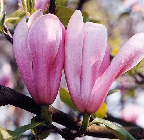 Magnolia Royal Crown