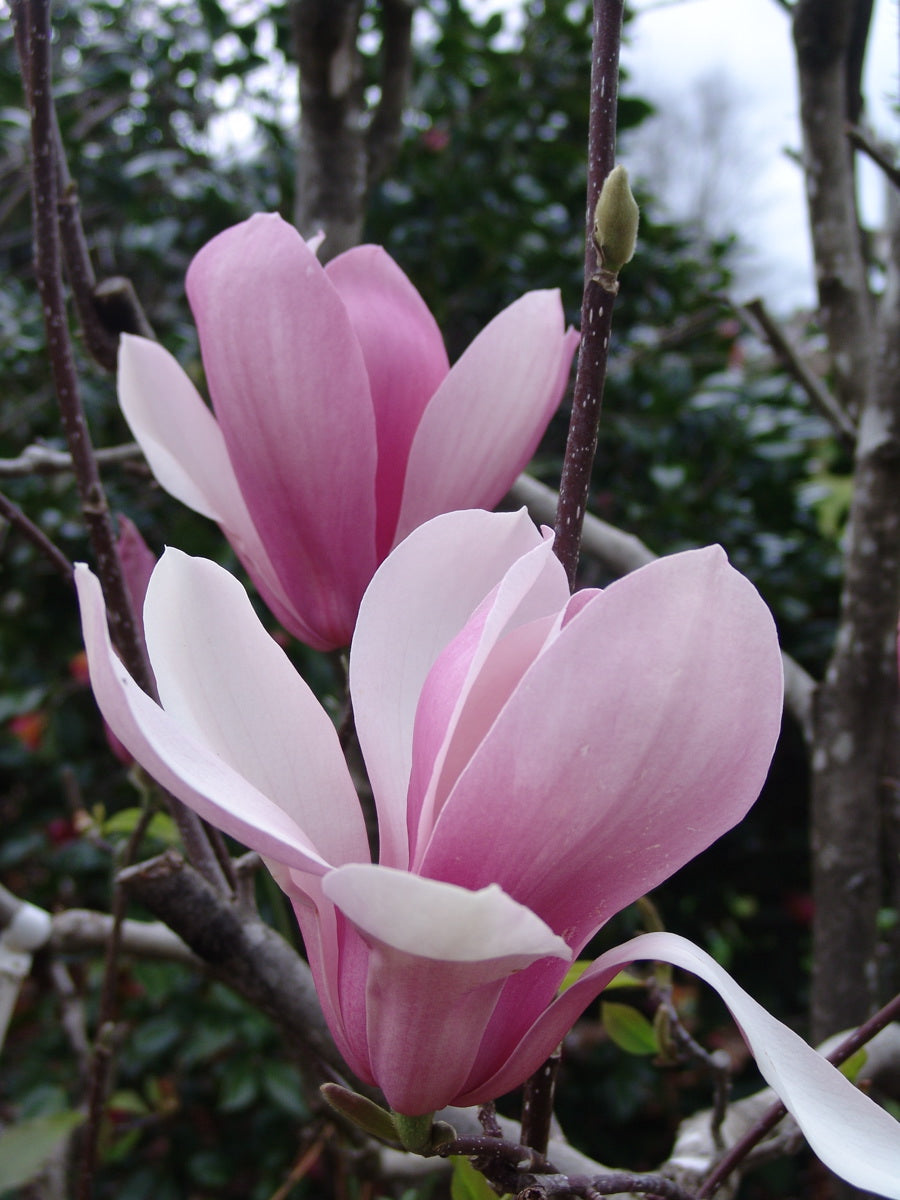 Magnolia Royal Crown