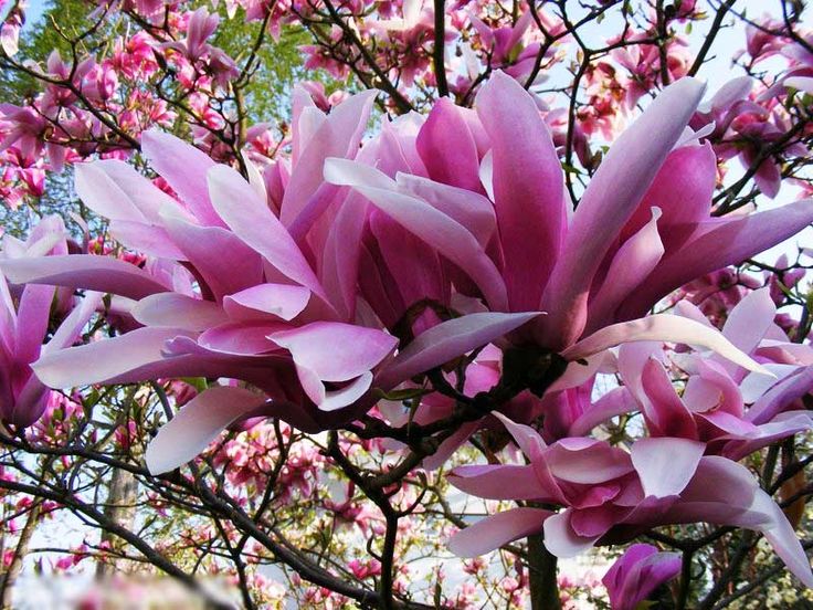 Magnolia Royal Crown - Ladybird Nursery