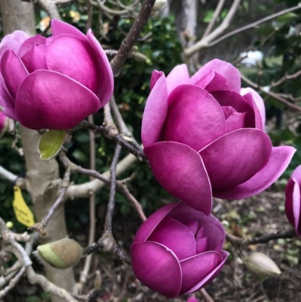 Magnolia Royal Purple (Magnolia soulangeana)