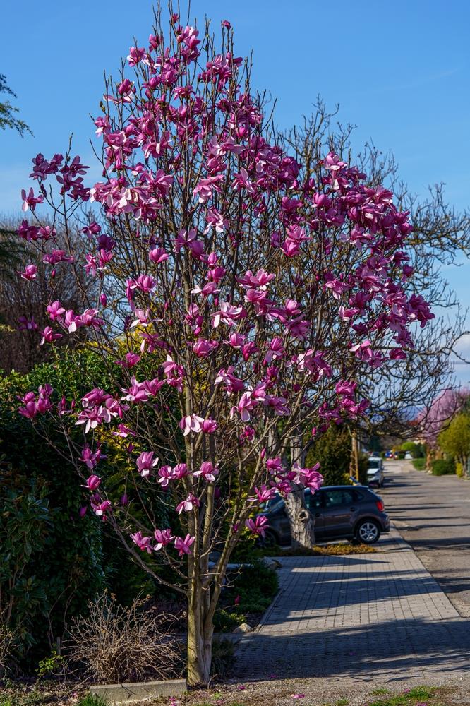 Magnolia Royal Purple (Magnolia soulangeana)