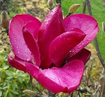 Magnolia Royal Purple (Magnolia soulangeana) - Ladybird Nursery