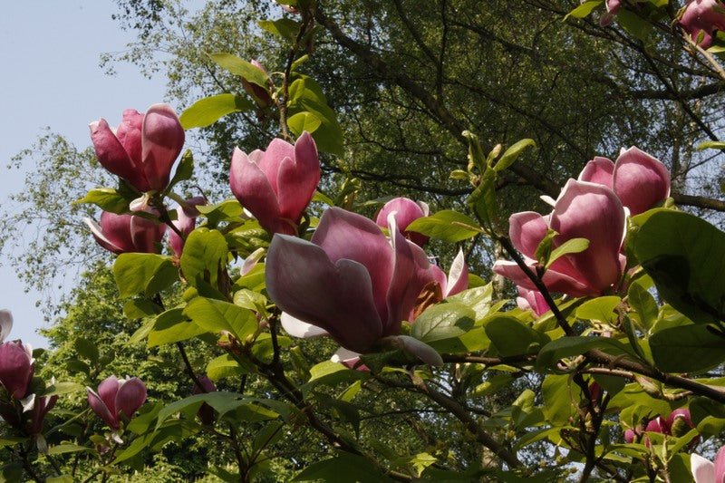 Magnolia Royal Purple (Magnolia soulangeana) - Ladybird Nursery