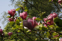 Magnolia Royal Purple (Magnolia soulangeana)
