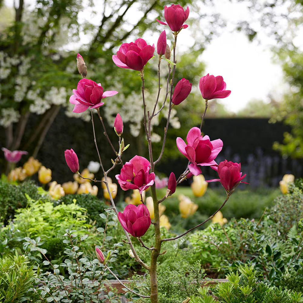 Magnolia Royal Purple (Magnolia soulangeana)