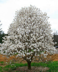 Magnolia Royal Star (Magnolia stellata) - Ladybird Nursery
