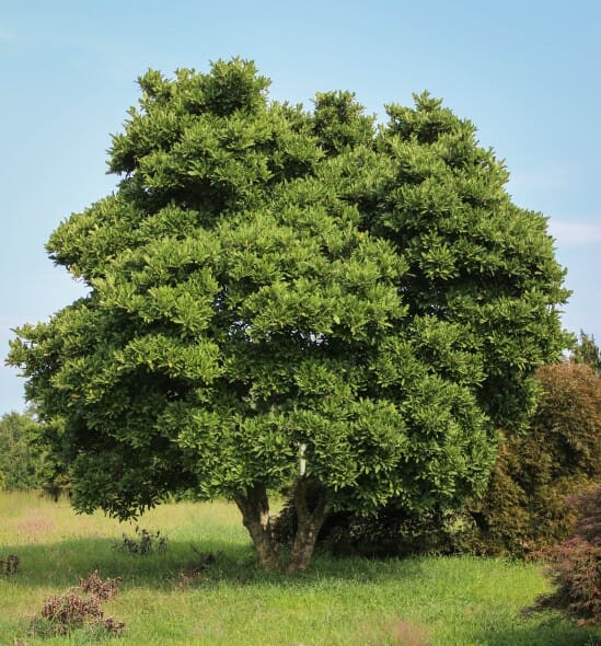 Magnolia Royal Star (Magnolia stellata)