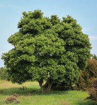 Magnolia Royal Star (Magnolia stellata) - Ladybird Nursery