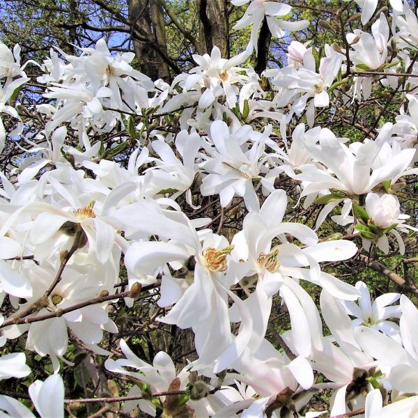 Magnolia Royal Star (Magnolia stellata)