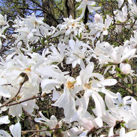 Magnolia Royal Star (Magnolia stellata)