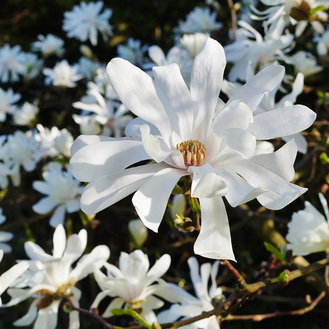 Magnolia Royal Star (Magnolia stellata) - Ladybird Nursery