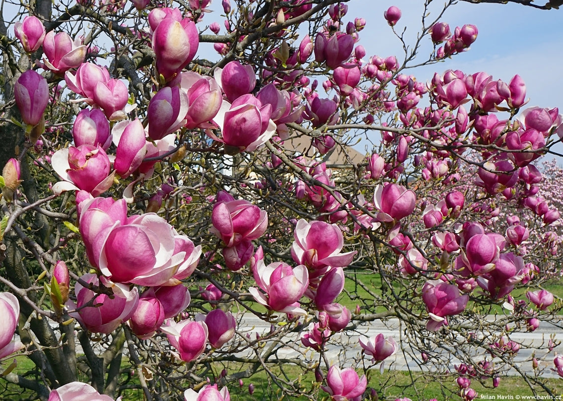 Magnolia Rustica Rubra (Magnolia soulangeana)
