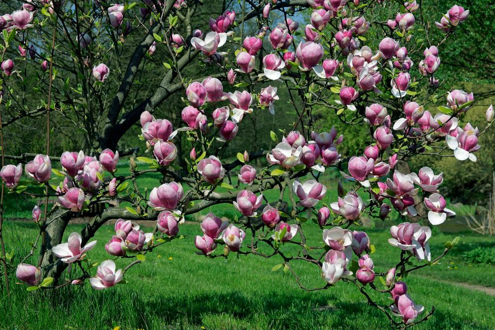 Magnolia Rustica Rubra (Magnolia soulangeana)