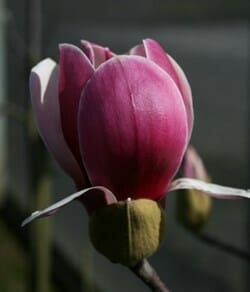 Magnolia Rustica Rubra (Magnolia soulangeana)