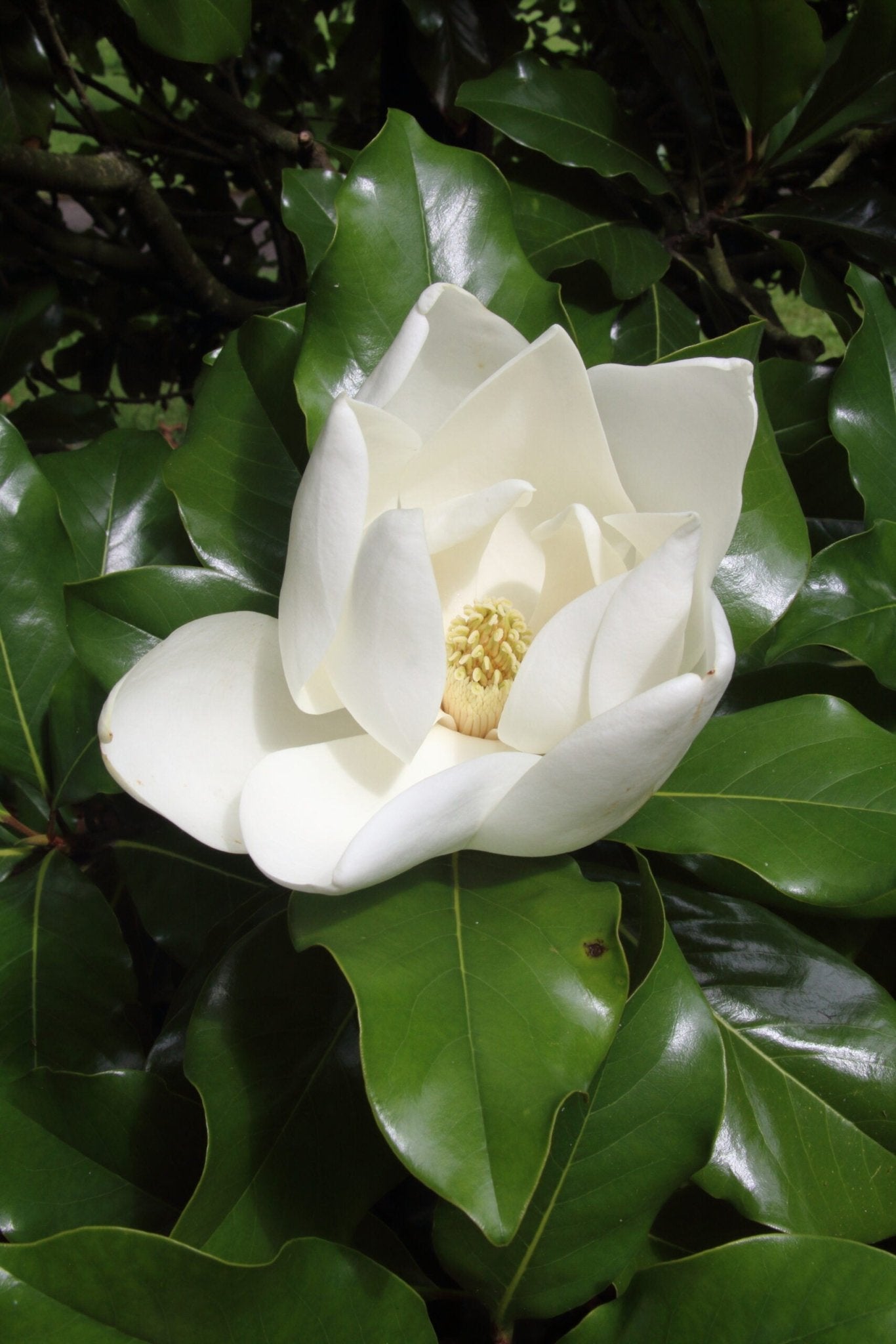 Magnolia Samual Sommer (Magnolia grandiflora) - Ladybird Nursery
