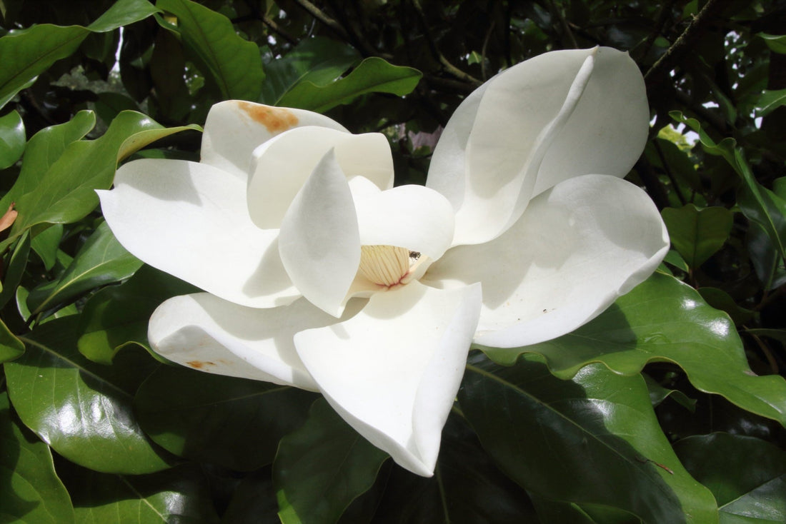 Magnolia Samual Sommer (Magnolia grandiflora) - Ladybird Nursery