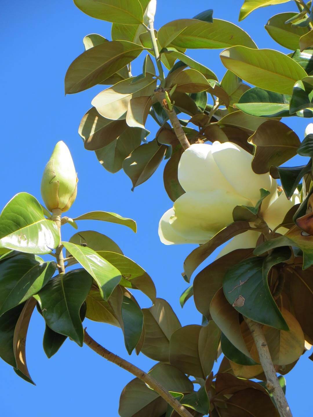 Magnolia Samual Sommer (Magnolia grandiflora) - Ladybird Nursery