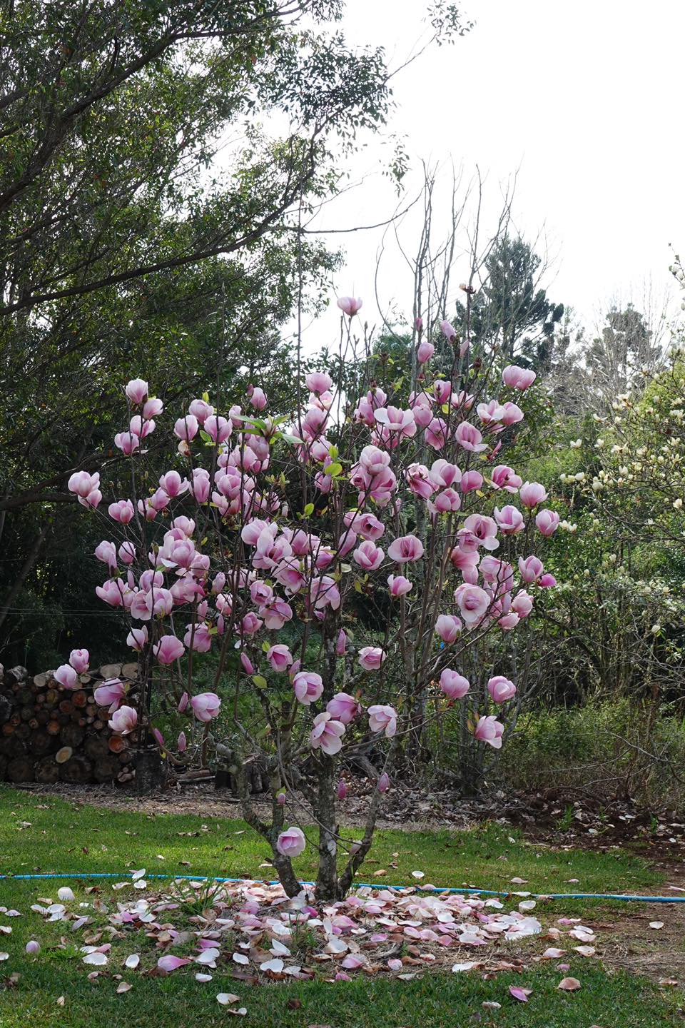 Magnolia San Jose (Magnolia soulangeana)
