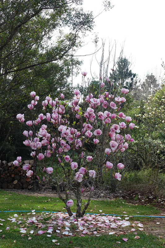 Magnolia San Jose (Magnolia soulangeana)