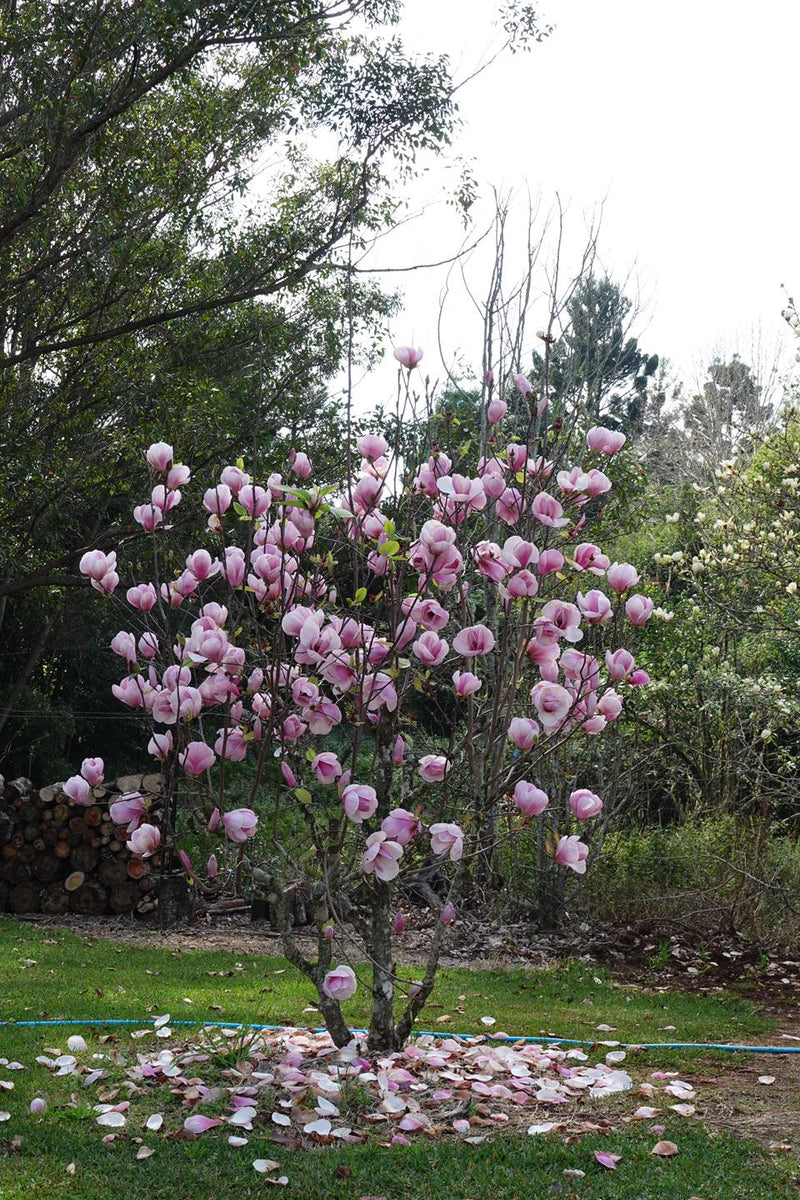 Magnolia San Jose (Magnolia soulangeana)
