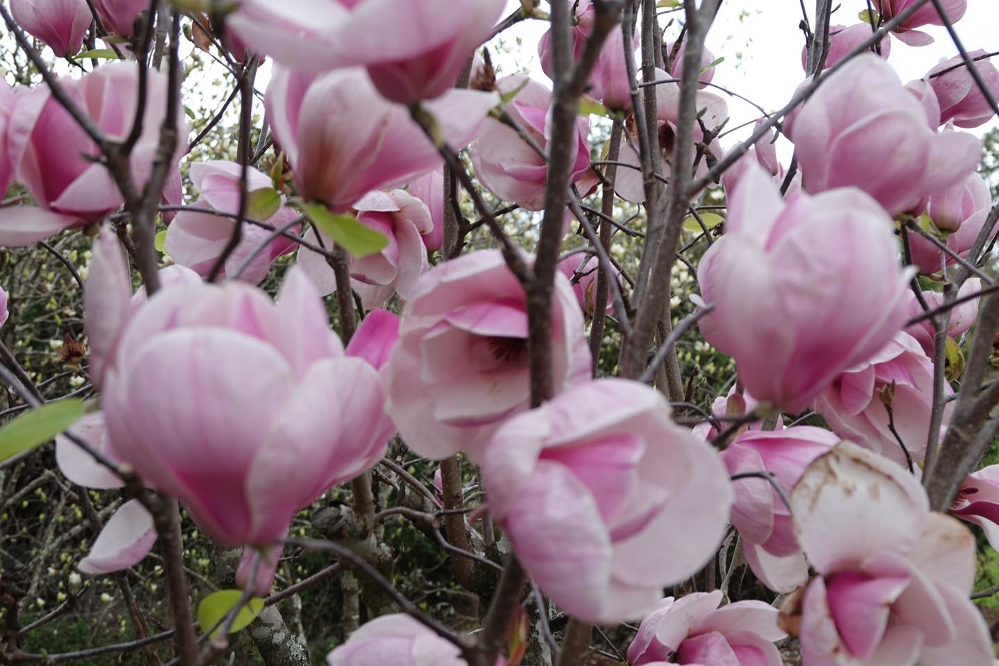 Magnolia San Jose (Magnolia soulangeana)
