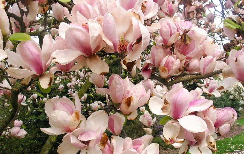 Magnolia San Jose (Magnolia soulangeana) - Ladybird Nursery