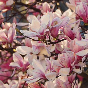 Magnolia San Jose (Magnolia soulangeana)