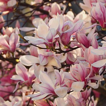 Magnolia San Jose (Magnolia soulangeana) - Ladybird Nursery