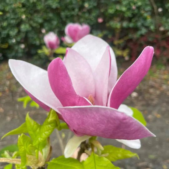 Magnolia San Jose (Magnolia soulangeana) - Ladybird Nursery