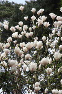 Magnolia Sayonara