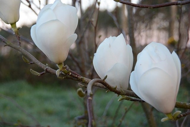 Magnolia Sayonara - Ladybird Nursery
