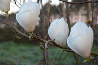 Magnolia Sayonara - Ladybird Nursery